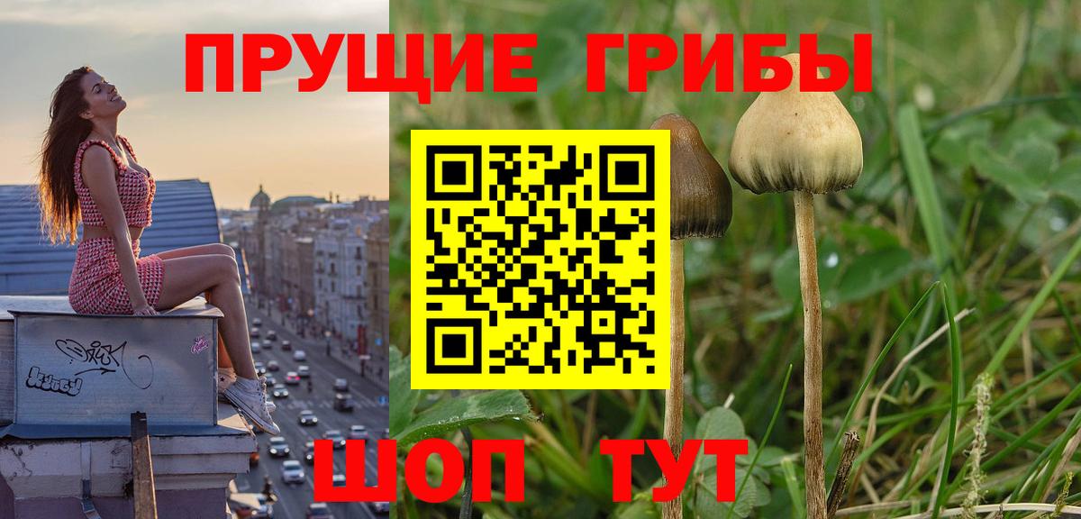 Галлюциногенные грибы мухоморы  Вход с VPN  Осинники 